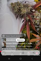Фотография пользователя Lolabrennt