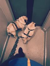 Фотография пользователя Antoniooxd