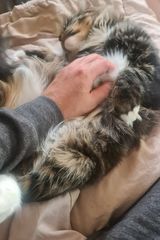 Torkienn Фотография пользователя Torkienn