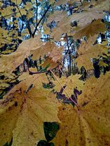 Foto pengguna Malchar