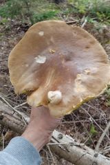 Foto pengguna Bechcikk