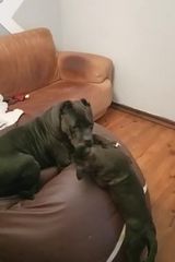 OwsianyD Fotos OwsianyD