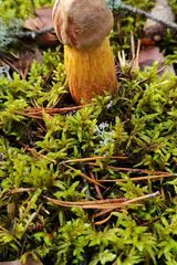 Foto pengguna Marzyciel997