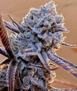 Foto pengguna Bartek37Jp