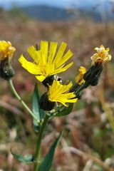 Foto pengguna Polka1605