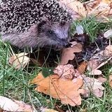 Foto pengguna romanwanda764