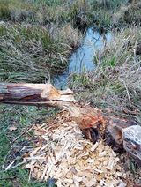 Benutzerfoto miroslawrarata598