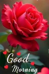 Benutzerfoto romanwanda764