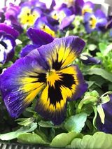 Benutzerfoto Samotnaa91