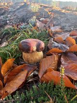 Benutzerfoto GoworekP