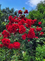 Benutzerfoto Zbigniew1975