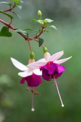 Benutzerfoto Ptyss11