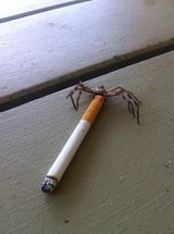 Фото користувача ali3n