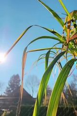 Benutzerfoto Sofialoren