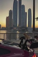 Zdjęcie użytkownika WildFox