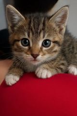 Фото користувача DOMINIKAKINI