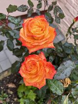 Benutzerfoto K1rzysztof