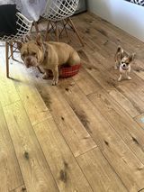 Benutzerfoto daaaamiiiiiannnn