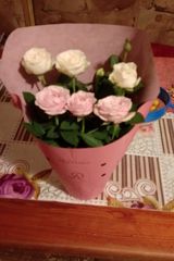 Benutzerfoto makulabogdan81