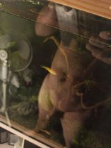 Benutzerfoto frakyguuuu