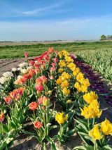 Фотография пользователя OchlikP