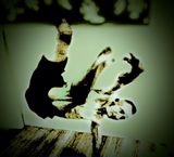 Foto pengguna kedziorajanusz4