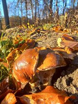 Benutzerfoto GoworekP