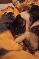 Фотография пользователя majczann100