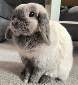 Zdjęcie użytkownika Karolekarol