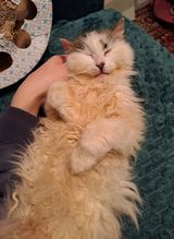 Foto pengguna Sebastiano0oo