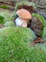 Foto pengguna wojtassek123456