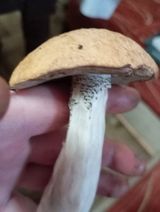 Benutzerfoto PraczinskaM