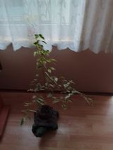 Zdjęcie użytkownika niczyporowskaiwona