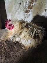 Zdjęcie użytkownika sitarzmaciej46