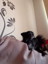 Foto pengguna kubabuk