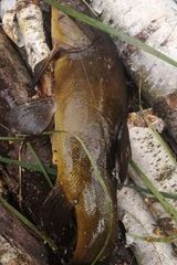 Benutzerfoto krystianturek07