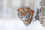 Фотография пользователя fitrys
