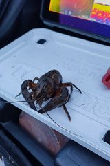 Benutzerfoto mariuszknap85