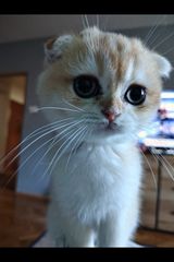 Zdjęcie użytkownika Pirania