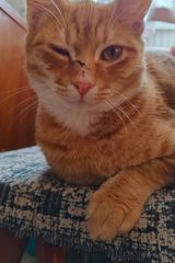 Foto pengguna TarasVoznichka