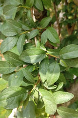 Foto pengguna Marando