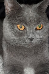 Zdjęcie użytkownika kocurbury