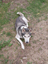 Benutzerfoto dzierbanowiczdan86