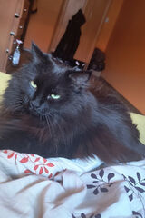 Zdjęcie użytkownika lipowieckidamian