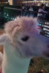 Benutzerfoto Frywolna