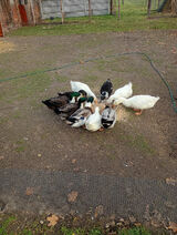 Фотография пользователя rysiek998877a