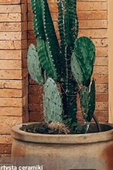 Фотография пользователя szalonymajki93