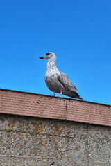 Фотография пользователя PawelekZTorun