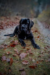 Фотография пользователя beardedboar89