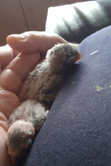 Zdjęcie użytkownika Lulin